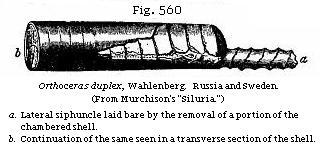 Fig. 560: Orthoceras duplex.