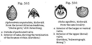 Fig. 565: Siphonotreta unguiculata. Fig. 566: Obolus Apollinis.