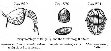 “Lingula Flags” of Dolgelly, and Ffestiniog; N. Wales.