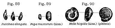 Fig. 88: Succinea elongata; Fig. 89: Pupa muscorum (Linn.); Fig. 90: Helix hispida (Linn.) (plebia).