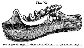 Fig. 92: Lower jaw of largest living species of kangaroo.