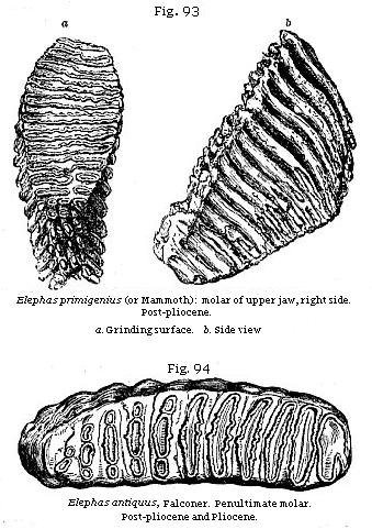 Fig. 93: Elephas primigenius (or Mammoth) molar of upper jaw, right side. Post-pliocene; Fig. 94: Elephas antiquus, Falconer. Penultimate molar. Post-pliocene and Pliocene.