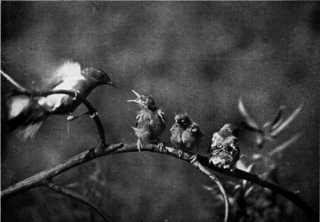 BLUE-WINGED WARBLER