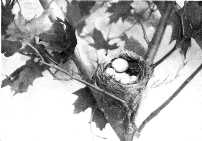 YELLOWBIRD NEST, SHOWING COWBIRD EGG