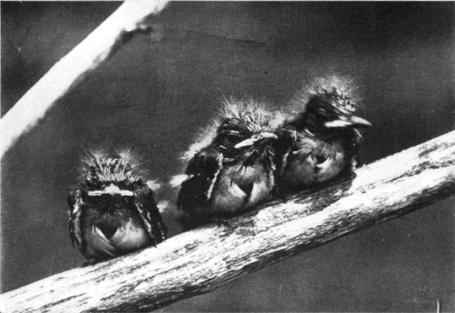 YOUNG CRESTED FLYCATCHERS