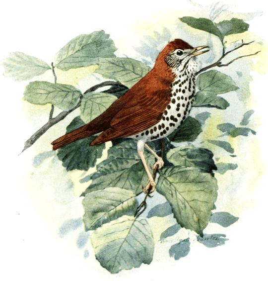 WOOD THRUSH