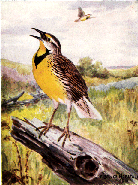 MEADOWLARK