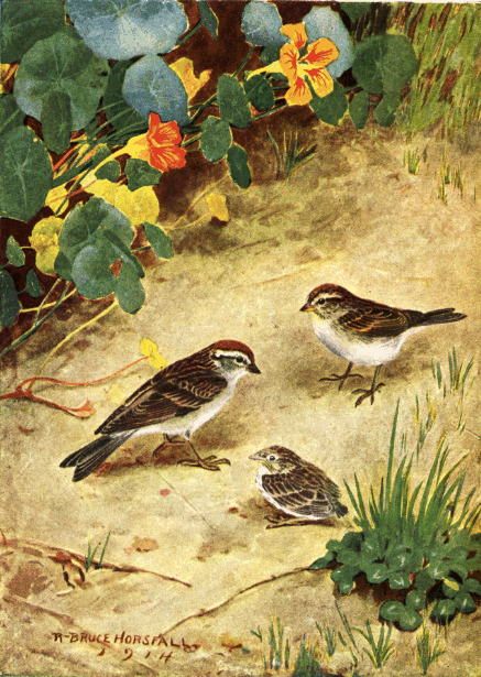 CHIPPING SPARROW