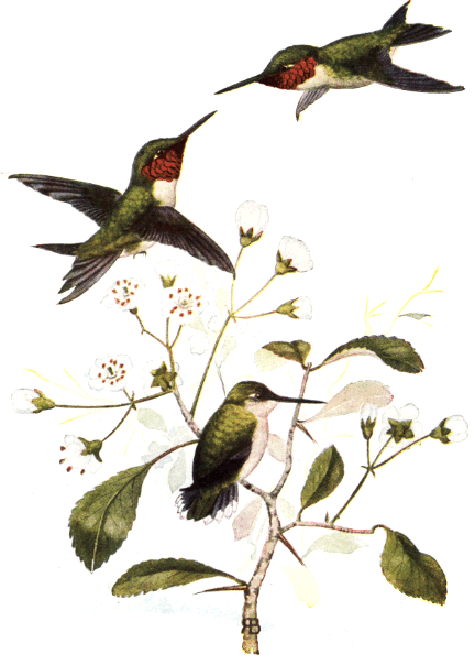 RUBY-THROATED HUMMINGBIRD