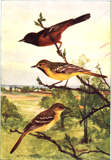 ORCHARD ORIOLE