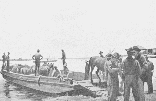 BRINGING THE HORSES ASHORE AT PONCE.