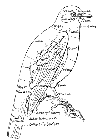 TOPOGRAPHY OF A BIRD Bluebird