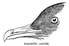 PARASITIC JAEGER.