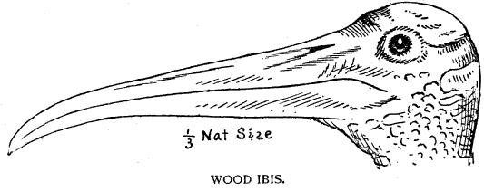 WOOD IBIS.