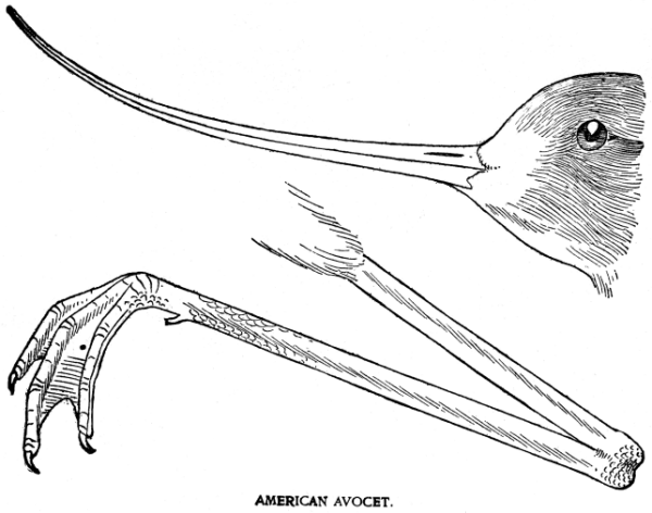 AMERICAN AVOCET.