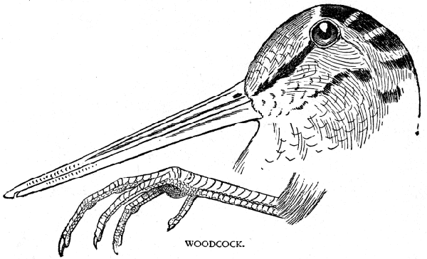 WOODCOCK.