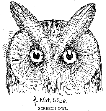 SCREECH OWL.