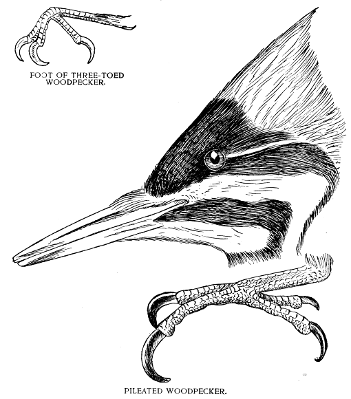 FOOT OF THREE-TOED WOODPECKER and PILEATED WOODPECKER.