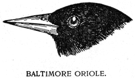 BALTIMORE ORIOLE.