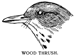 WOOD THRUSH.