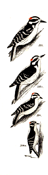 bird images