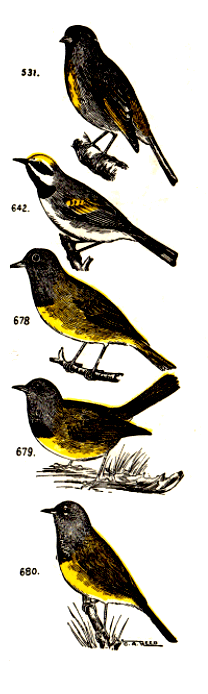 bird images