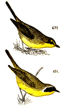 bird images