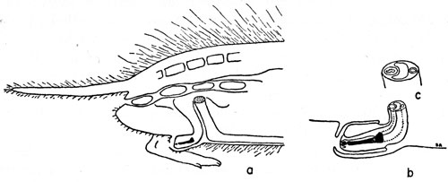 Diagram a, b, c.