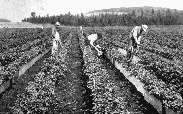 By permission of Dupont Powder Co.  A Fine Crop  Celery grown on soil tilled by dynamite.—See p. 24