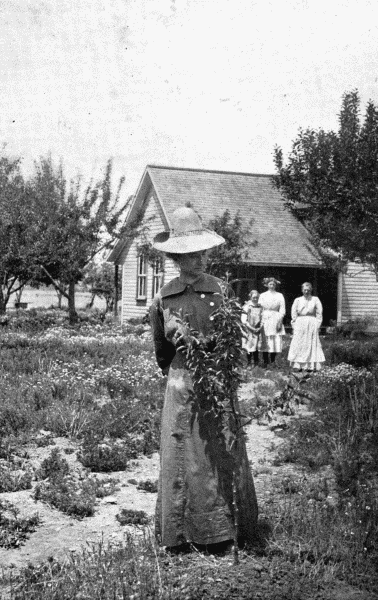 By permission of Dupont Powder Co.  Apple Tree Planted with a Spade  This apple tree was planted in the ordinary way with a spade. Compare its size with that in following illustration at p. 48.   