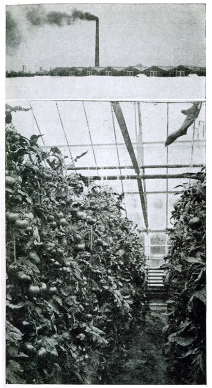 Figure 1.—The tomato is the leader among greenhouse vegetables.