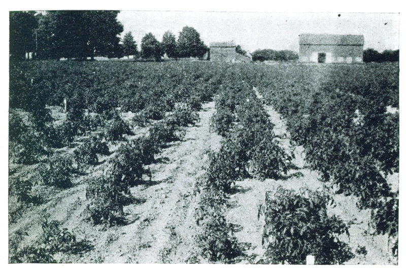 Figure 5.—Effect of omission of phosphorus from complete fertilizer in Western New York.