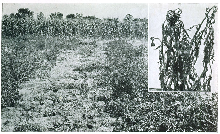 Figure 17.—Resistance to fusarium wilt. Row on left center is planted to an ordinary variety, row on right with one of F. J. Pritchard's wilt-resistant selections. Insert shows plant attacked by wilt fungus.