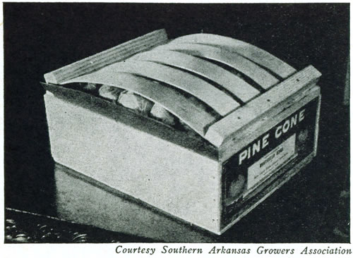 Courtesy Southern Arkansas Growers Association</p>  <p>Figure 22.—The lug box is the most widely used of all tomato packages. This is well packed and labeled but shows too much bulge making for difficulty in loading and handling and increasing danger of bruising the upper fruits.