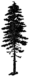 tree logo