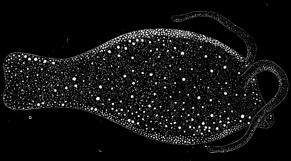 PHYLLIRHOE BUCEPHALA—SHOWING IN THE DARK THE LUMINOUS SPOTS.