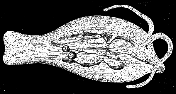 PHYLLIRHOE BUCEPHALA—AS SEEN IN THE LIGHT.