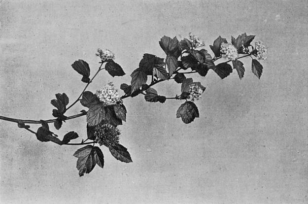 [Illustration: Neillia Thyrsiflora, D. Don]