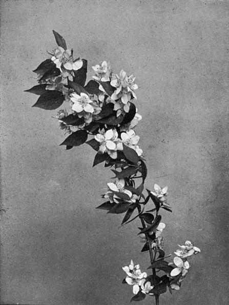 [Illustration: Philadelphus Grandiflorus, Willd.]