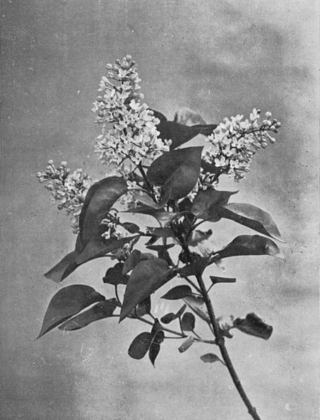 [Illustration: Syringa Vulgaris, L.]