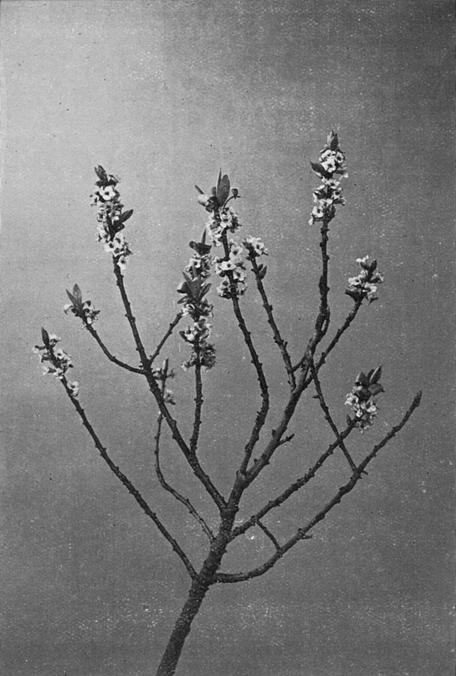 [Illustration: Daphne Mezereum, L.]