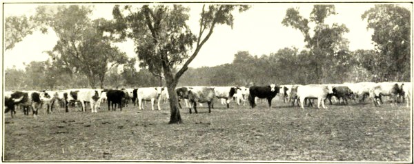 GULF CATTLE READY FOR MARKET