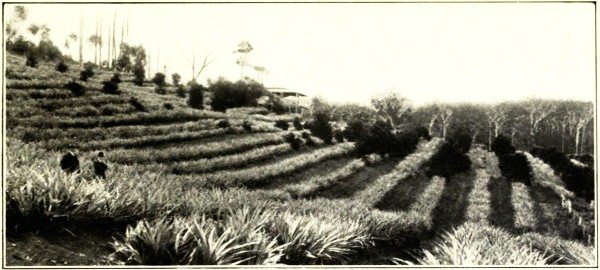 PINEAPPLE FARM, WOOMBYE, NORTH COAST RAILWAY