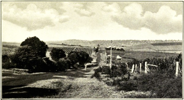 SISAL HEMP AND CANEFIELDS, SOUTH ISIS