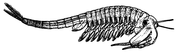 The Fairy Shrimp