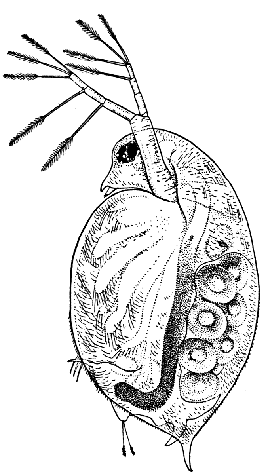 Daphnia pulex