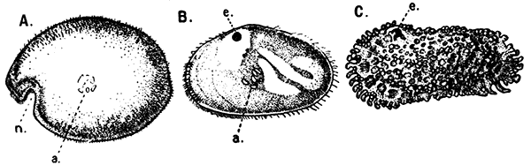 Estheria obliqua