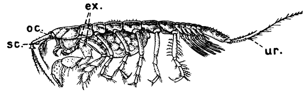 Apseudes spinosus