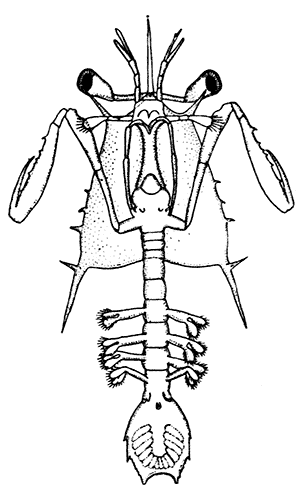 Abdominal Somite