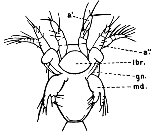 Early Nauplius Larva of a Copepod